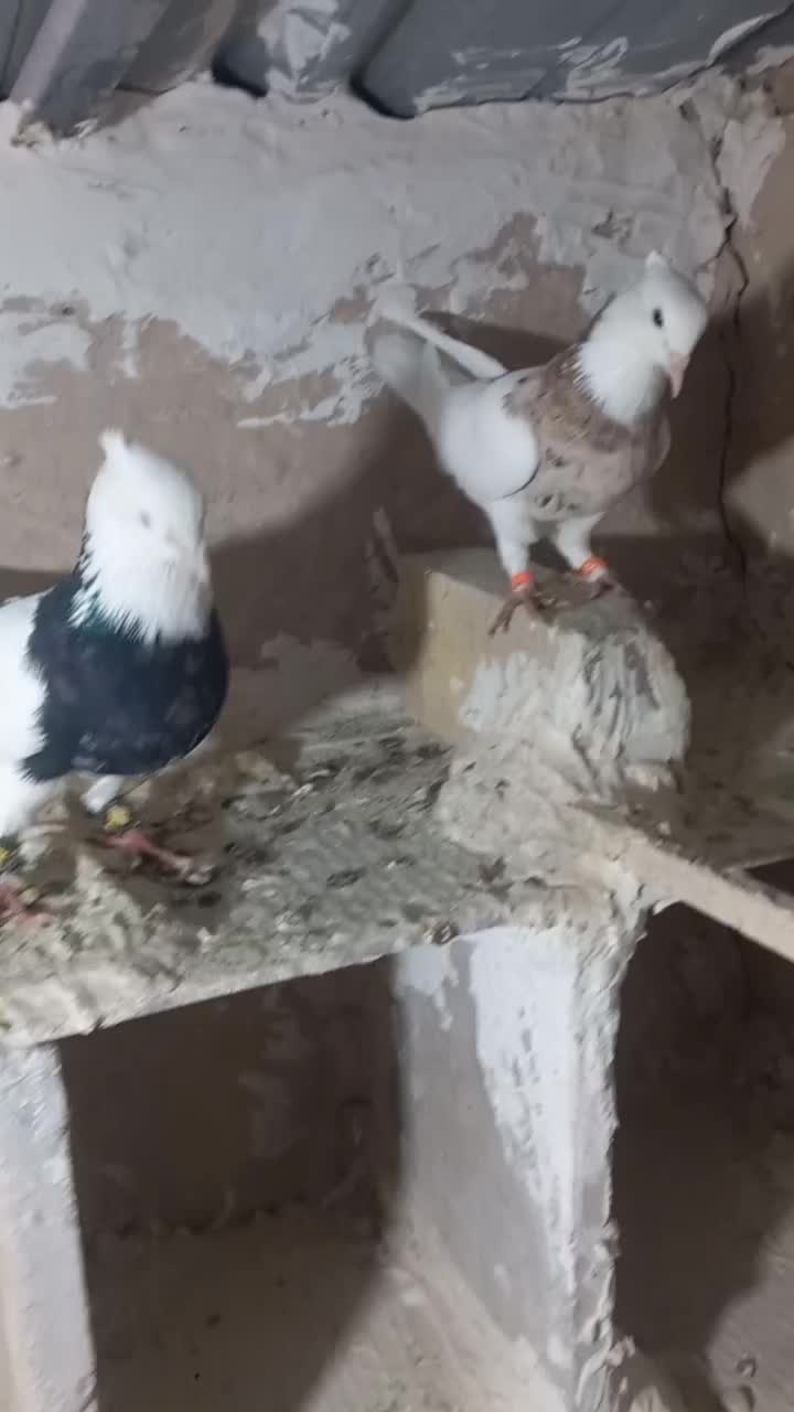 کبوتر طوقی سرور|پرنده|زرندیه, |دیوار