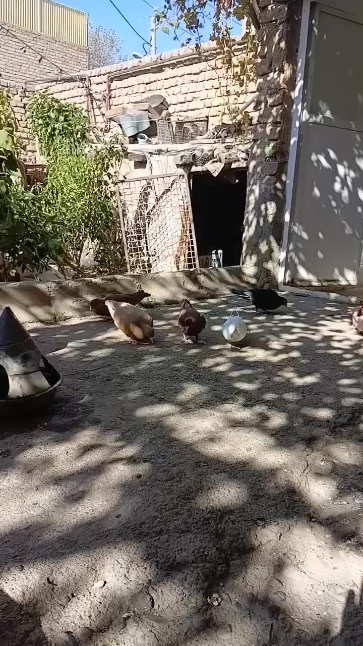 کفتر سرخ و زرد پشت هیکل جوجه|پرنده|مشهد, امیرآباد|دیوار