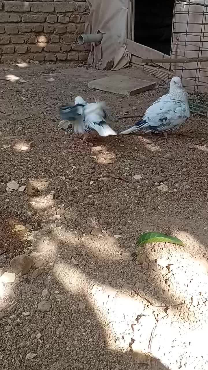 یهجفتکبوتر|پرنده|لاران, |دیوار