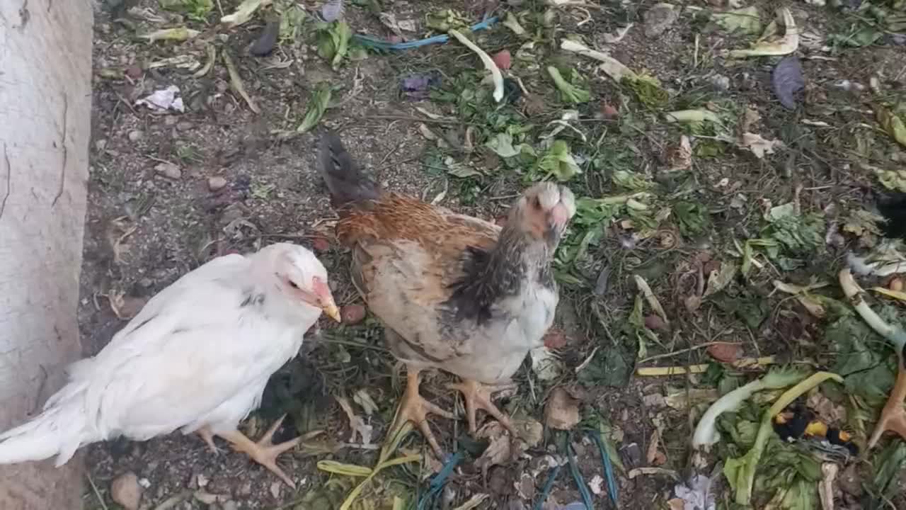 فروشی لاری|حیوانات مزرعه|جوانرود, |دیوار