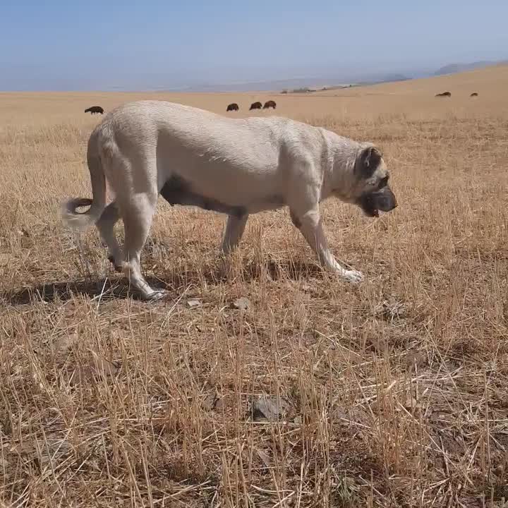 ماده|سگ|ترکمانچای, |دیوار