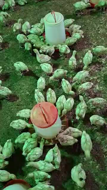 جوجه بوقلمون بیوتی۶زرین|حیوانات مزرعه|شیراز, حافظیه|دیوار