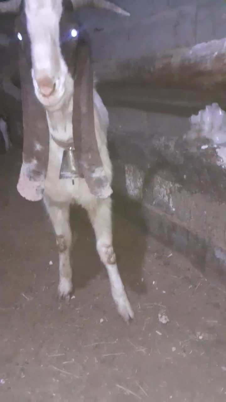 بز پاکستانی گلابی|حیوانات مزرعه|تاکستان, |دیوار