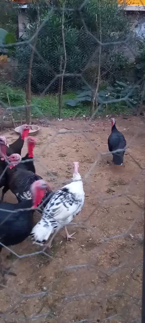 بوقلمون جوان امساله|حیوانات مزرعه|سنگر, |دیوار