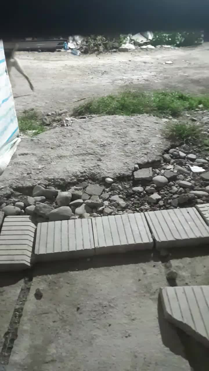 واگذاری توله ۷ماهه سرابی ماده|سگ|رشت, حومه رشت|دیوار