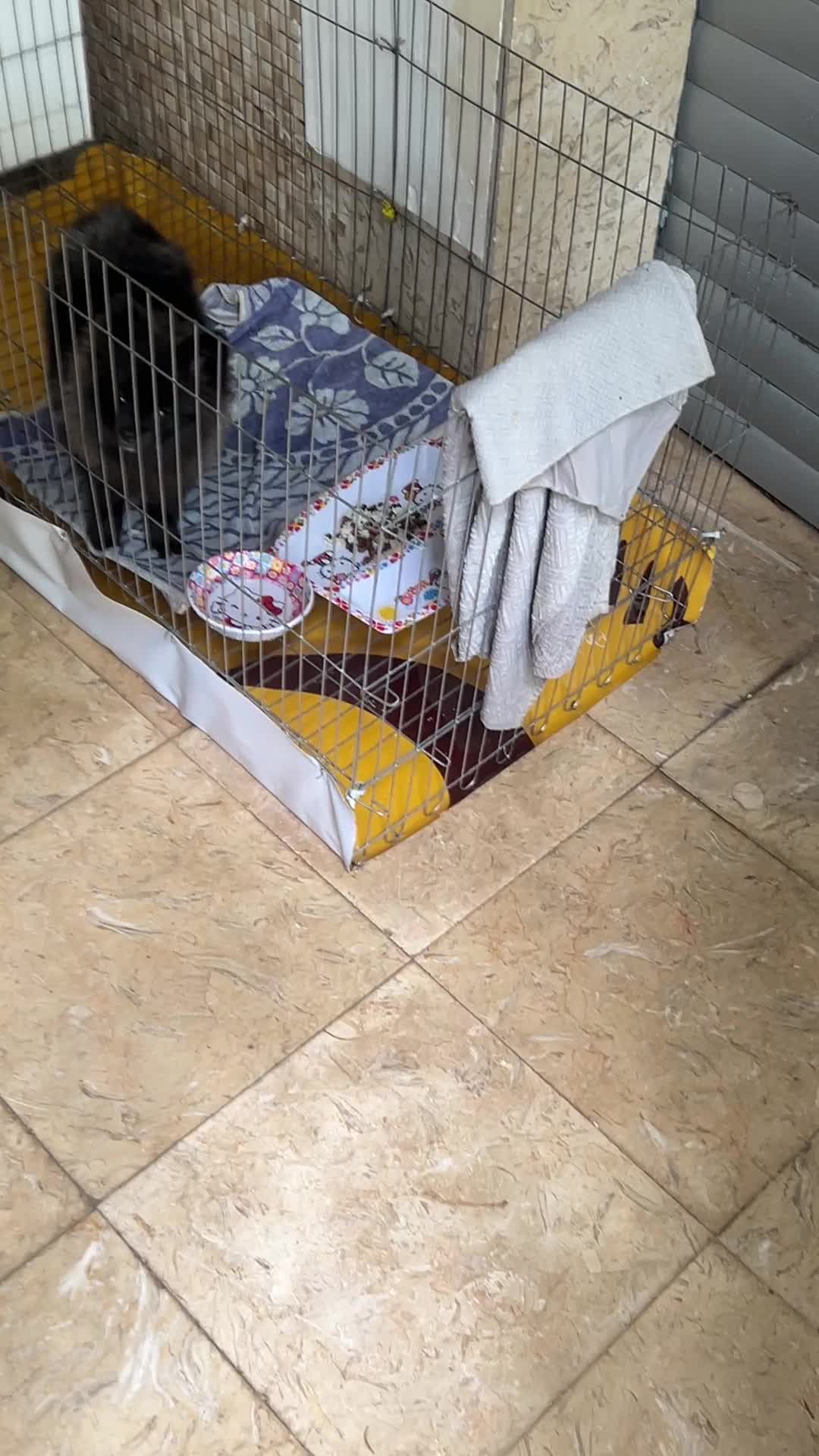 پامرانین بلک آموزش دیده|سگ|تهران, تهرانپارس جنوبی|دیوار