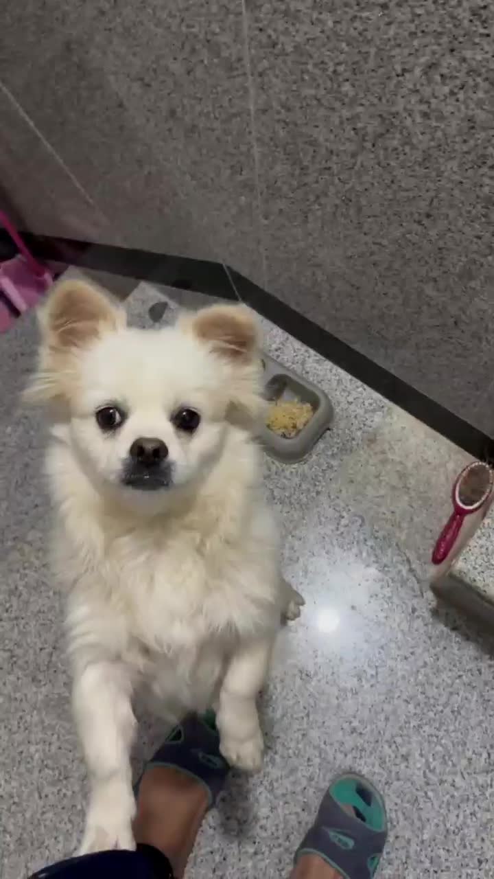 سگ پامرانین خانگی با شناسنامه|سگ|قائن, |دیوار