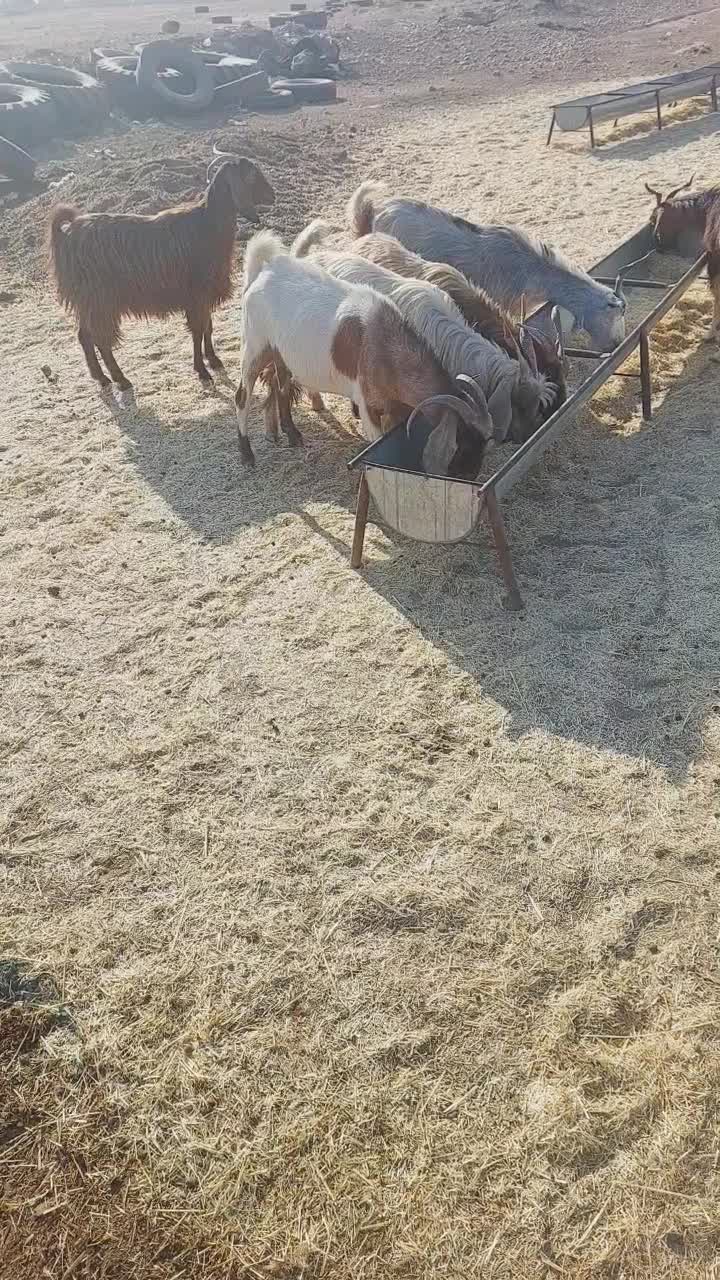 ۶ راس بز جوان هم کشتی هم داشتی|حیوانات مزرعه|اندیمشک, |دیوار