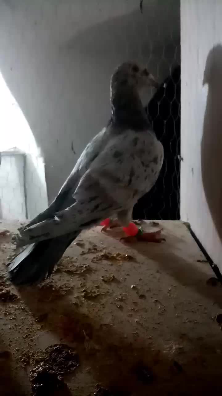 نر ماده هفت رنگ خطی|پرنده|تربتحیدریه, حیدرآباد|دیوار