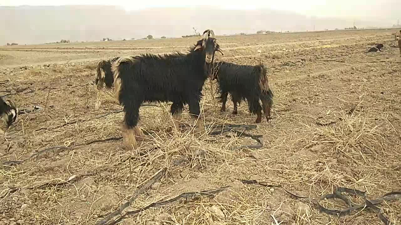 پازن(چپش نر یکسال و نیمه)|حیوانات مزرعه|مرودشت, رودبال|دیوار