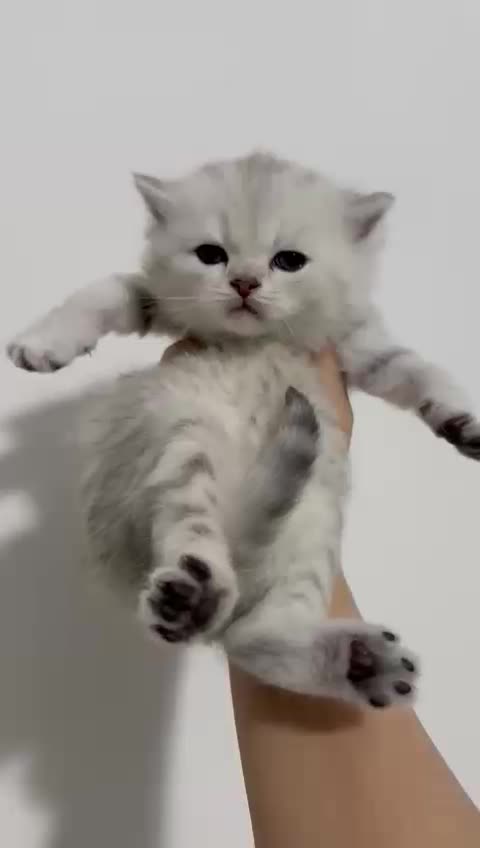 بچه گربه اسکاتیش سیلور چینچیلا|گربه|تهران, بلوار کشاورز|دیوار