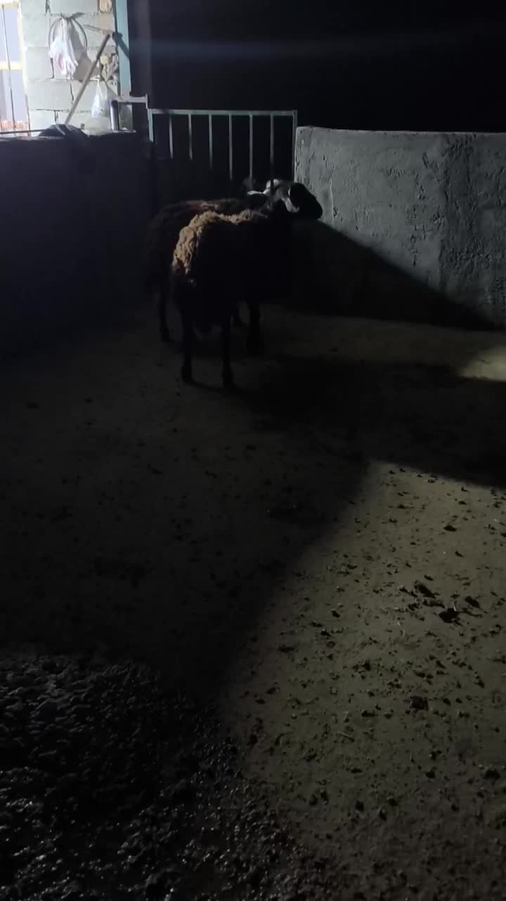 دوعدد‌بره‌قوچ‌قزل‌افشار‌اصل|حیوانات مزرعه|کوهدشت, |دیوار