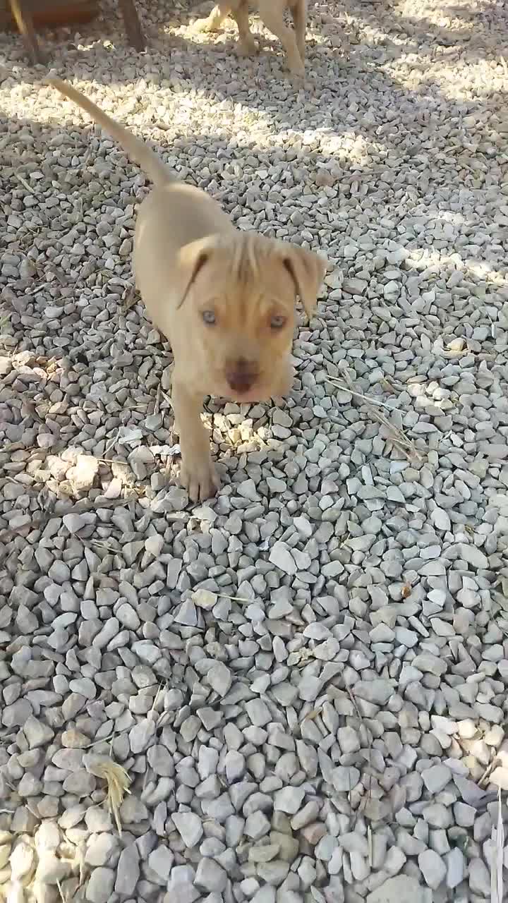 سگ پیتبول|سگ|شیراز, ستارخان|دیوار