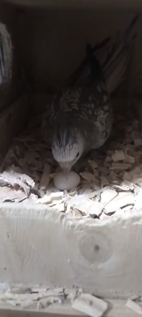 جفت عروس هلندیوایت|پرنده|اسفراین, |دیوار