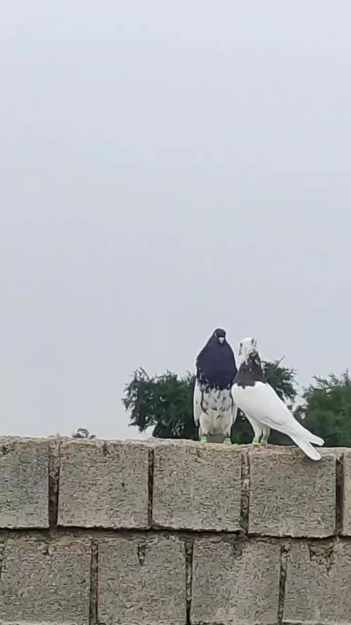 کله ای نر جلد|پرنده|شوشتر, |دیوار