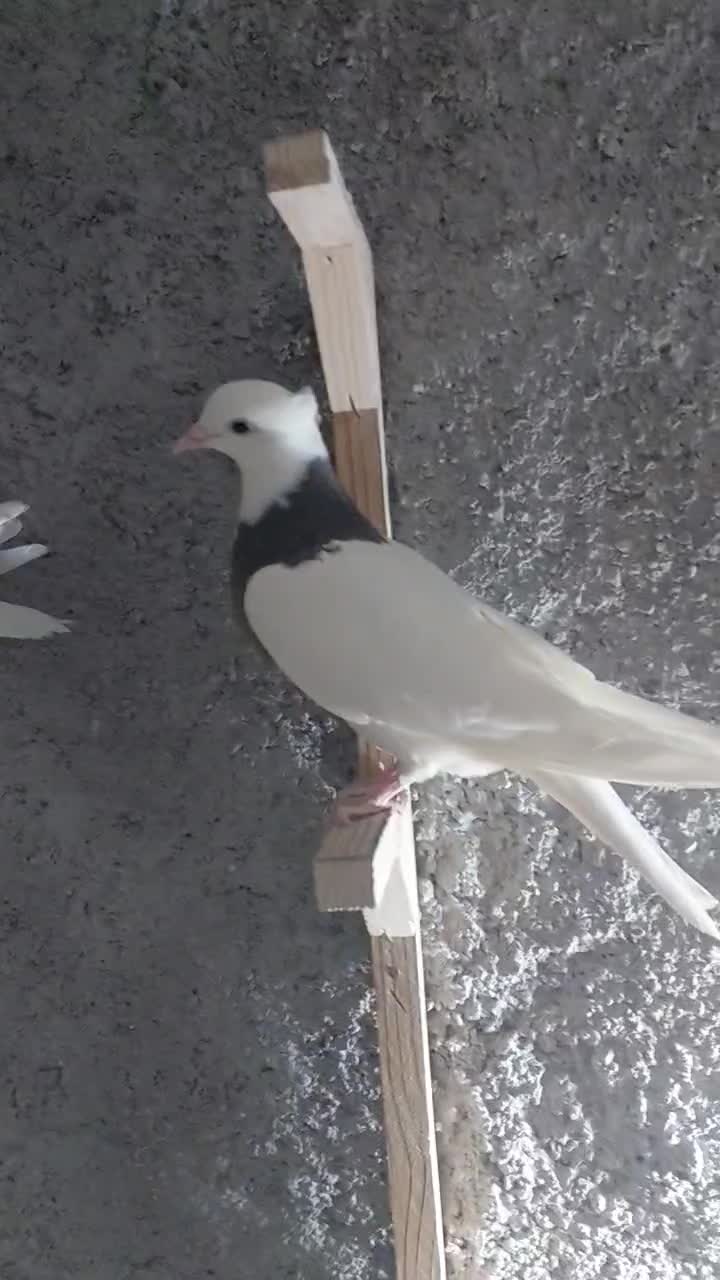 طوقی کفتر کبوتر|پرنده|مشهد, انقلاب|دیوار