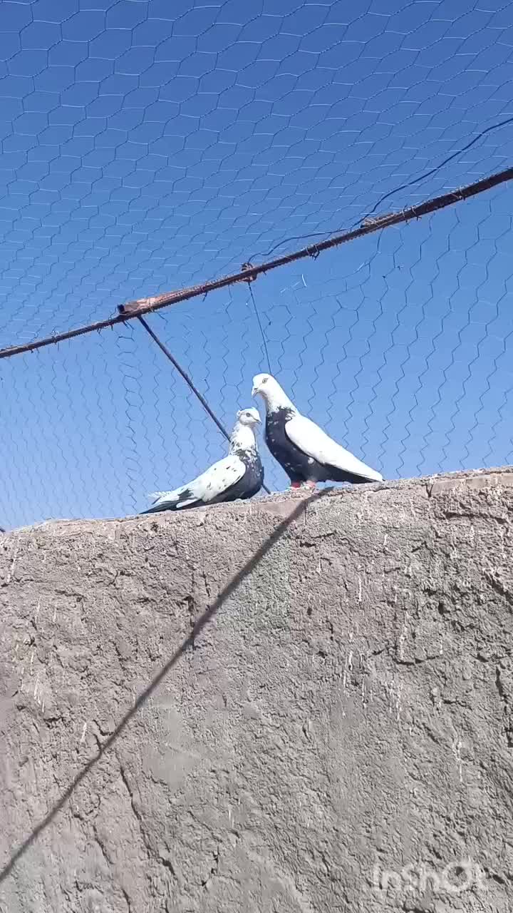 نر و ماده دم‌سیاه معلقی|پرنده|رفسنجان, |دیوار