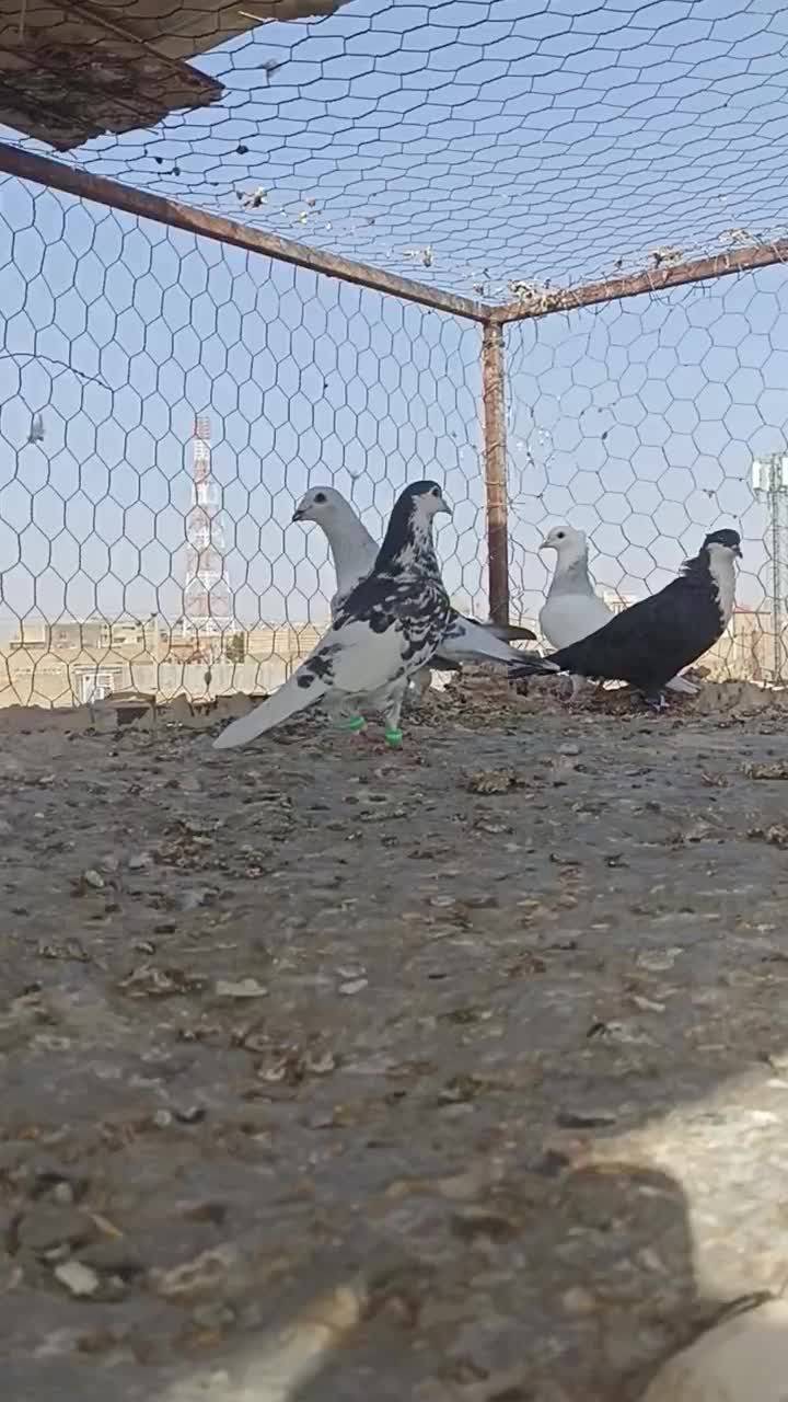 باسلام چند تا حیوان خب فروشی|پرنده|میان ولایت, |دیوار