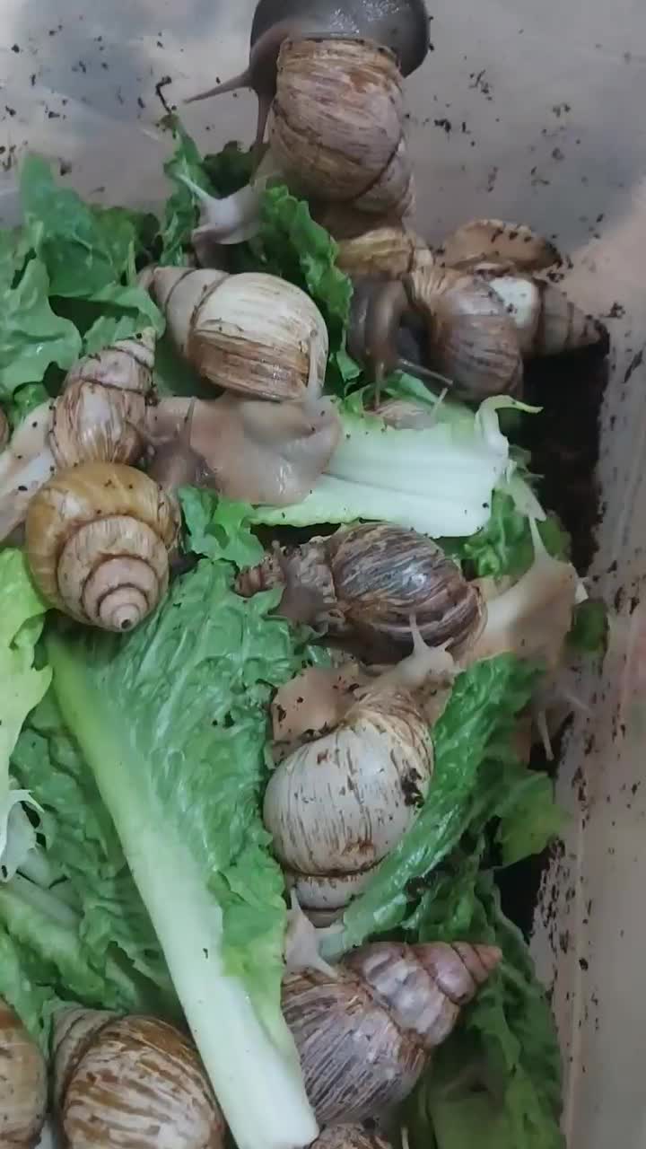 حلزون آچاتینا|خزنده|کرمان, |دیوار