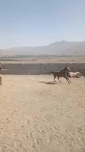 فروش کره اسب کرد نریان|اسب و تجهیزات اسبسواری|خوانسار, |دیوار