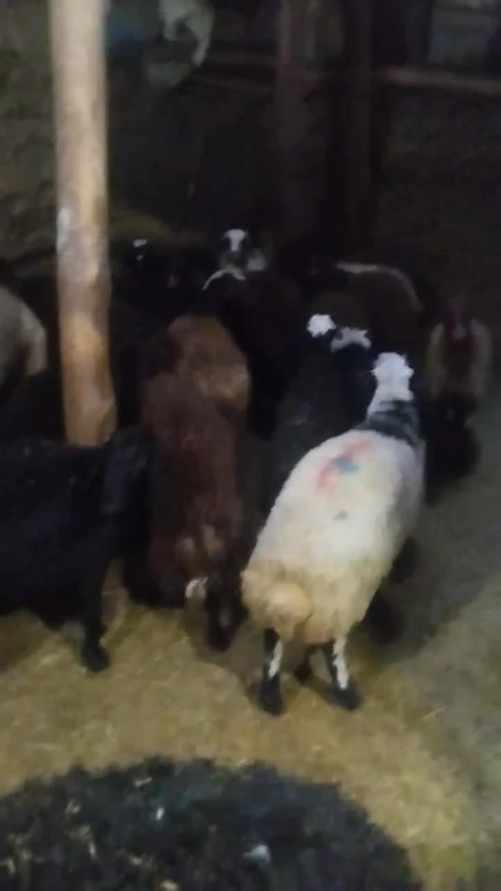 فروش تعدادی بره نروماده|حیوانات مزرعه|کرفتو, |دیوار