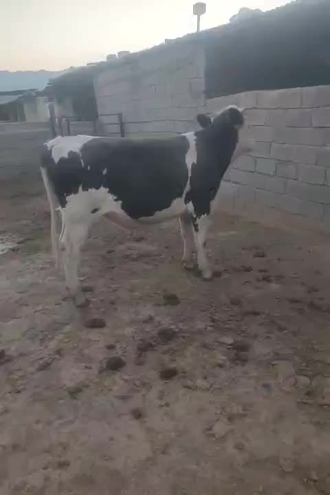 گوساله نر سیمینتال گاو|حیوانات مزرعه|شیراز, ظفرآباد|دیوار