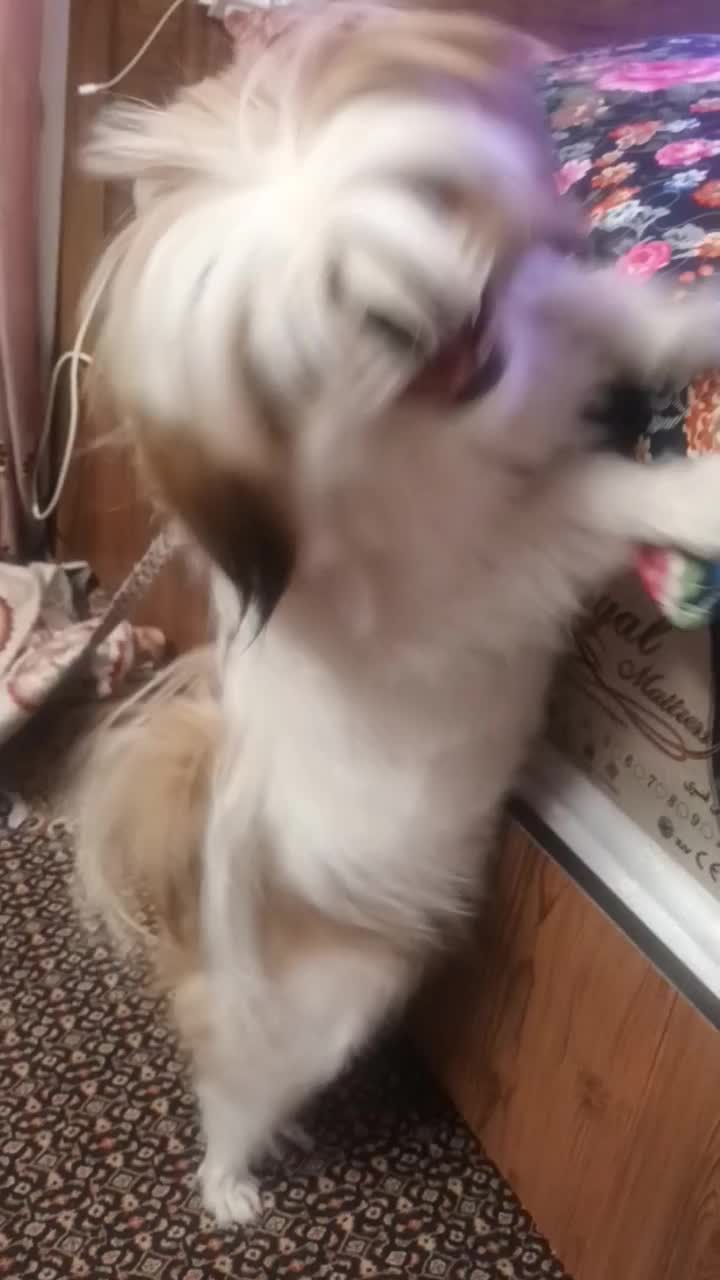 سگ شیتزو سوپر فلت|سگ|اراک, |دیوار