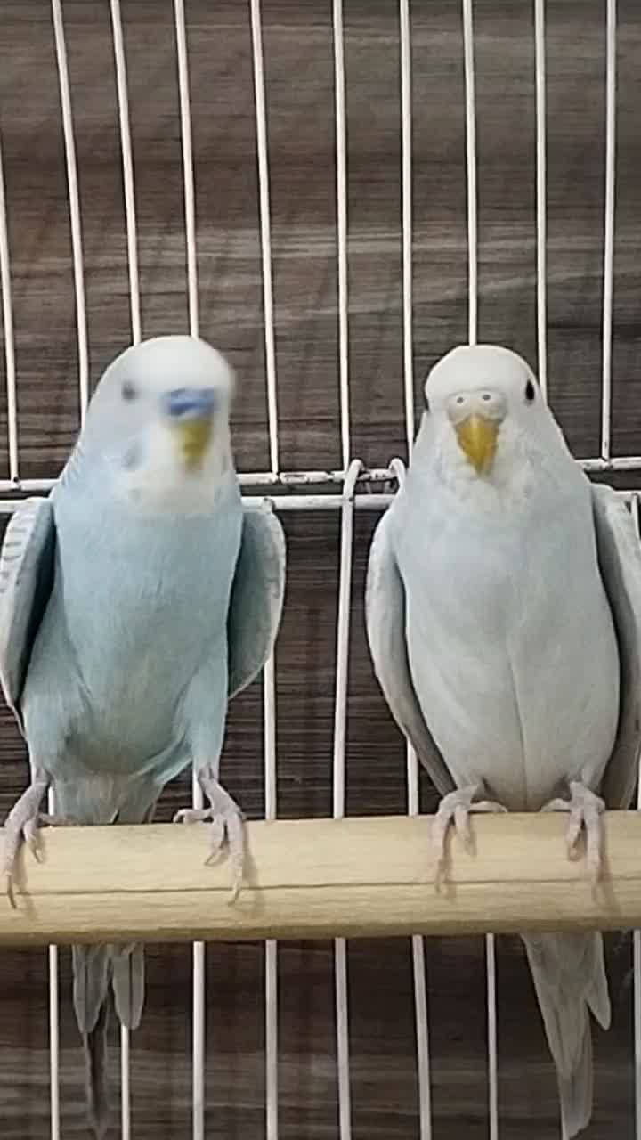 مرغ عشق بالغ|پرنده|صدرا-فارس, فاز ۱|دیوار