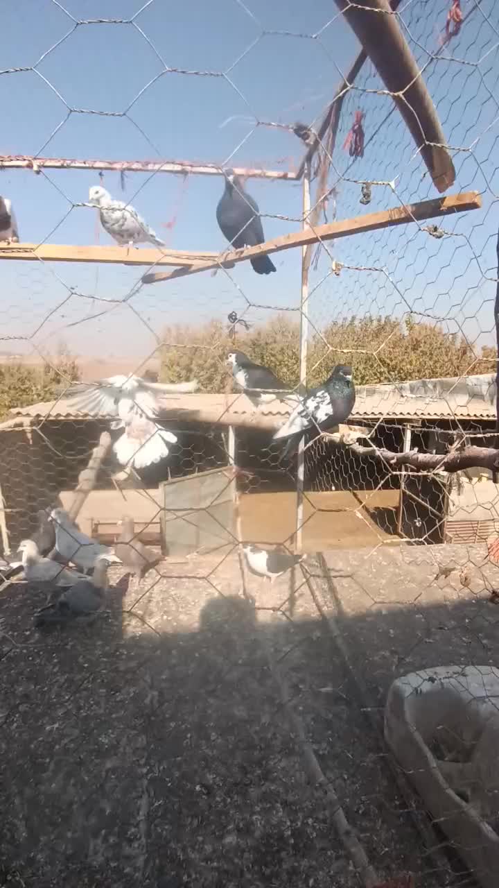 کبوتر جوان پرشی|پرنده|اقبالیه, |دیوار