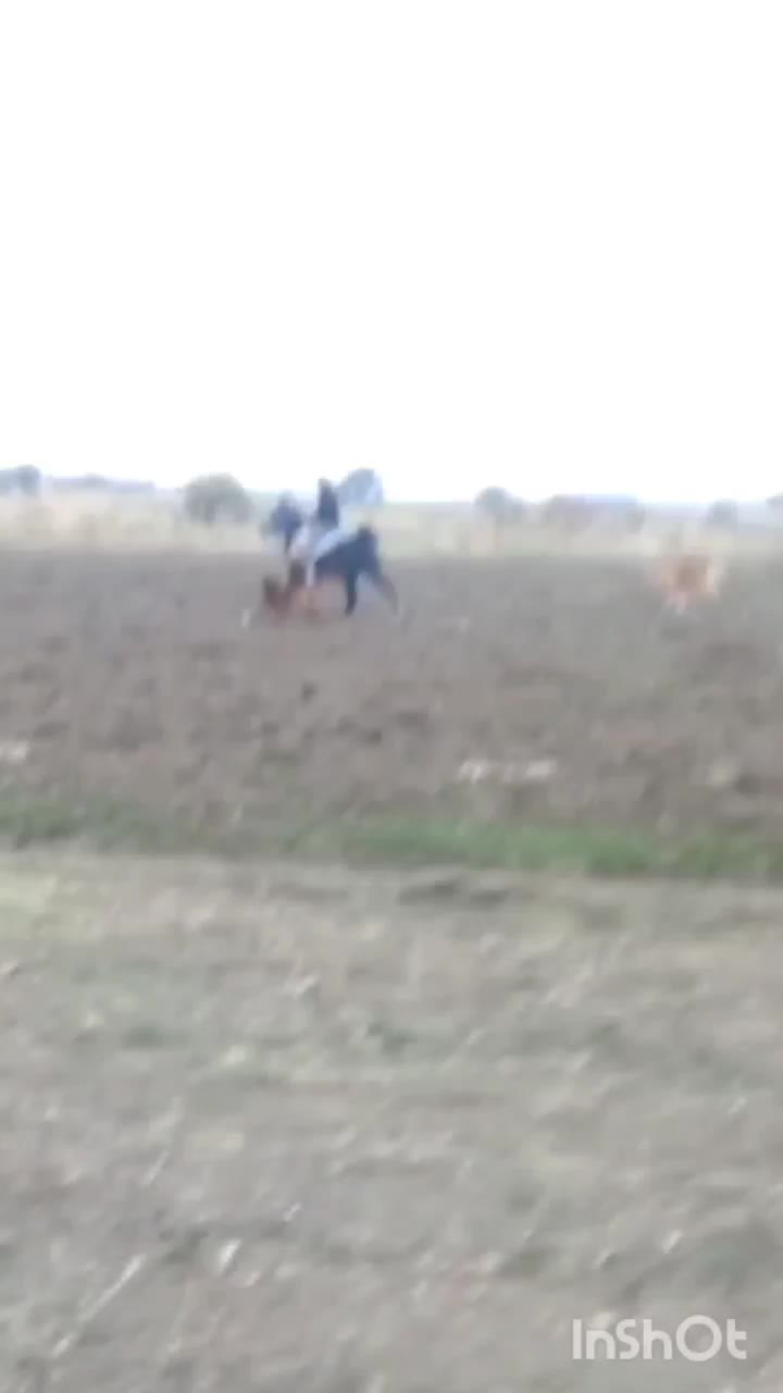 اسب نریان مشکی|اسب و تجهیزات اسبسواری|صحنه, |دیوار