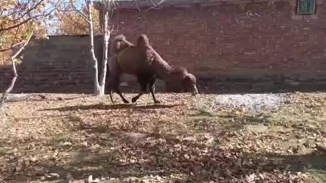 شتر دو کوهان|حیوانات مزرعه|کهریزک, |دیوار