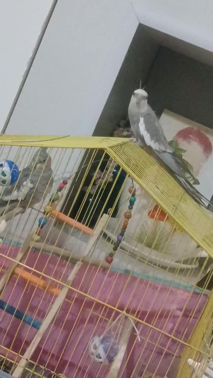 فروش عروس هلندی نر وایت فیس آماده جفت|پرنده|رشت, پل تالشان|دیوار