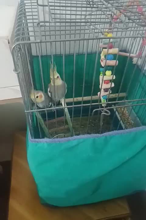 عروس هلندی|پرنده|کنگاور, |دیوار