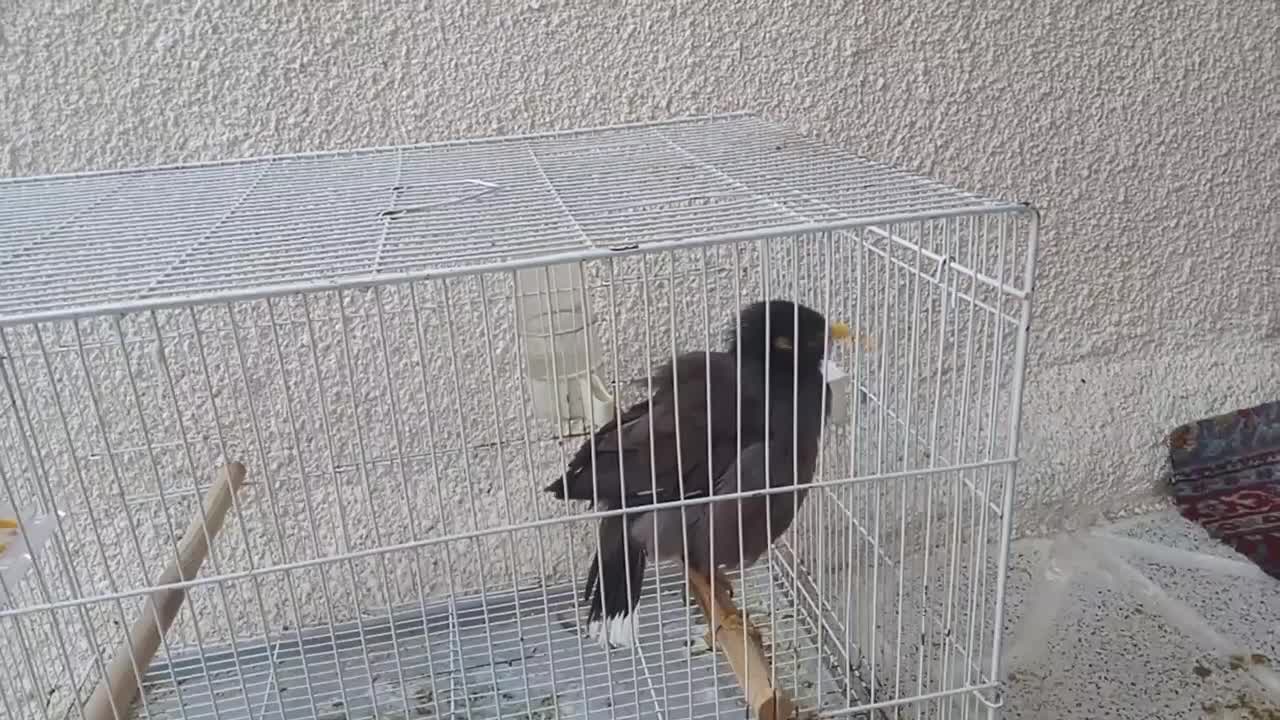 میناسخنگو|پرنده|چناران, |دیوار