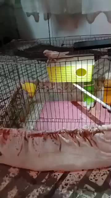 مرغ عشق|پرنده|ری, ملکآباد|دیوار