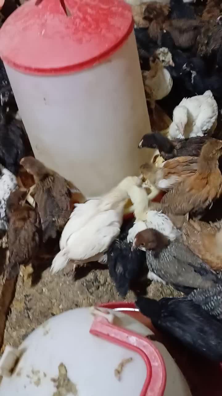 جوجه مرغ خروس بلدرچین|حیوانات مزرعه|کرج, اخترآباد|دیوار