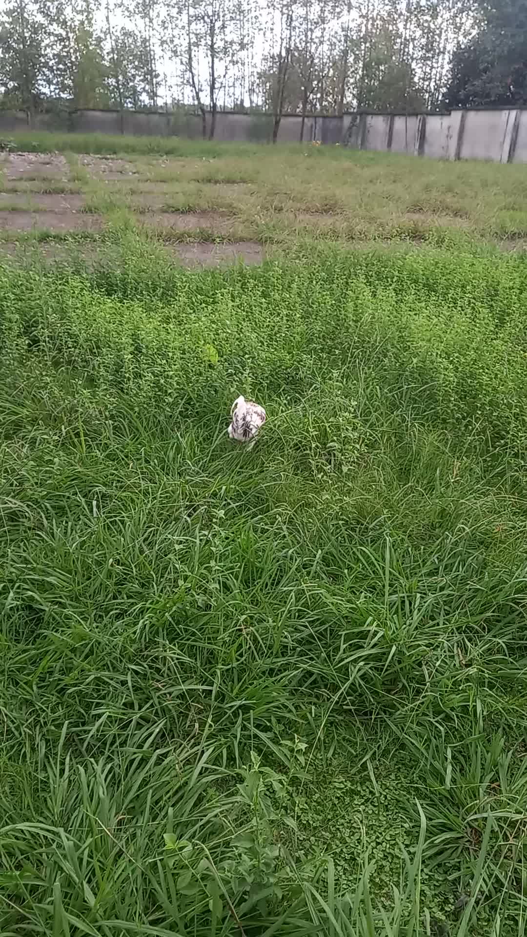 معاوضه خروس گلین چهل تاج ریش دار|حیوانات مزرعه|شفت, |دیوار