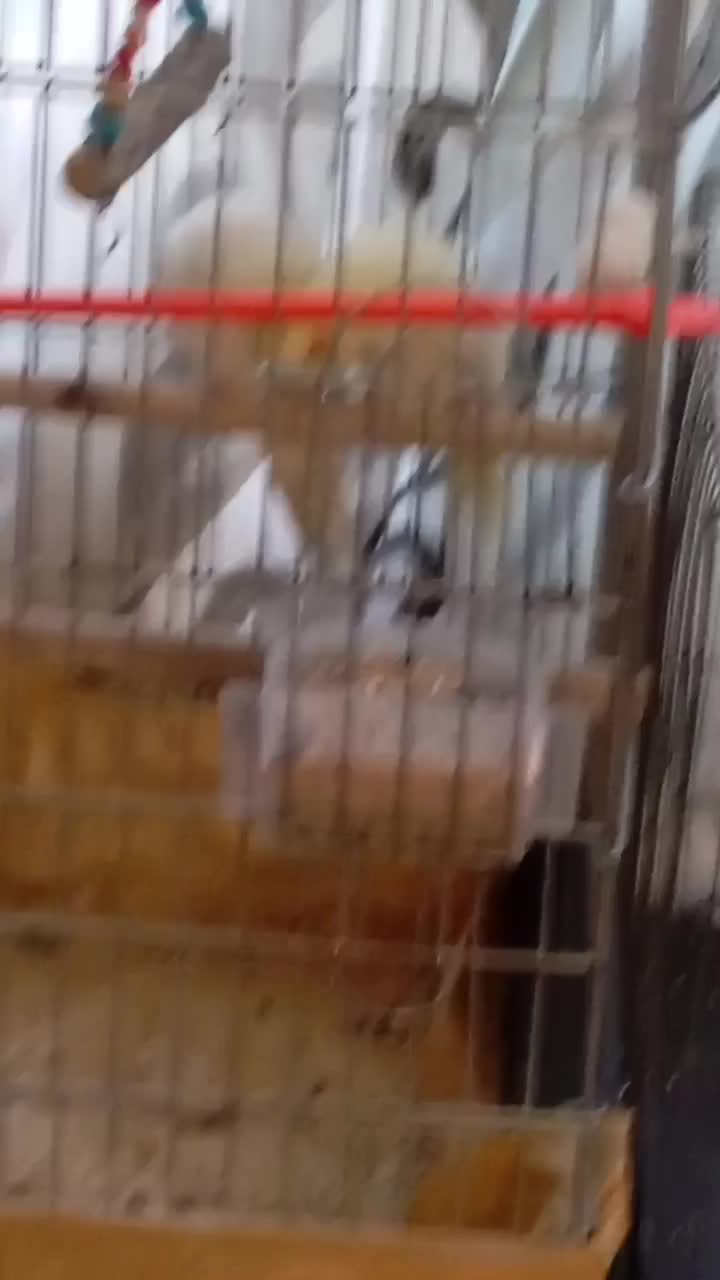 ۲ عدد عروس هلندی زیبا نر و ماده|پرنده|ارومیه, |دیوار