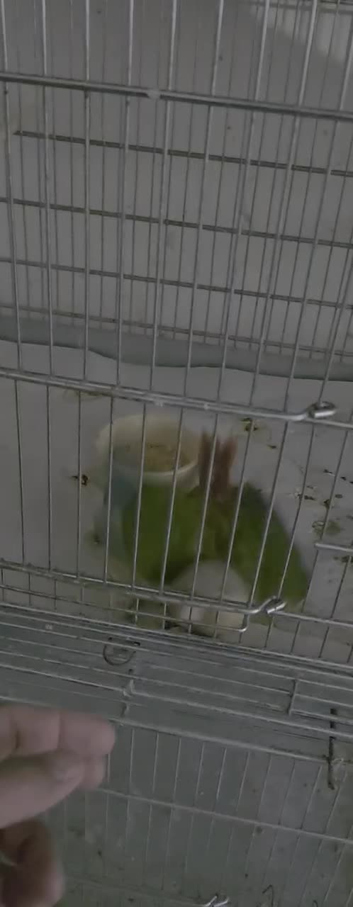 طوطی گرینچیک جوجه|پرنده|نیشابور, شهرک رسولی|دیوار