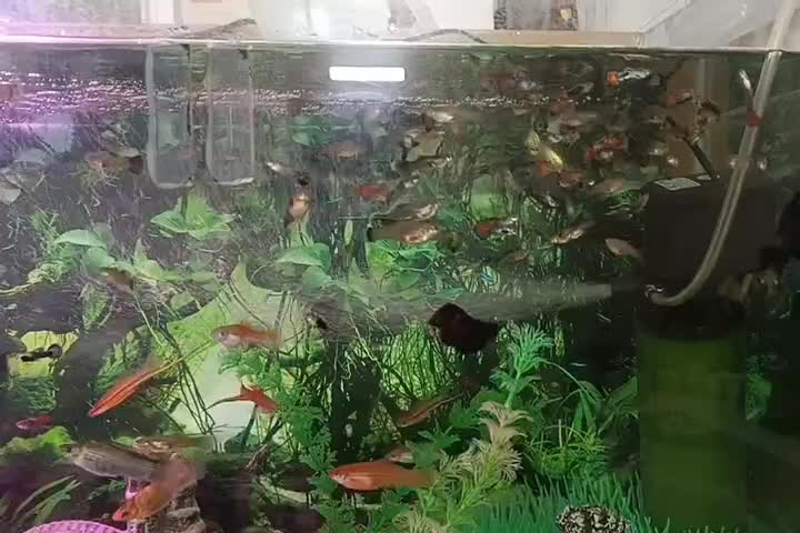 گپی و گپی گاوی|ماهی|قوچان, |دیوار