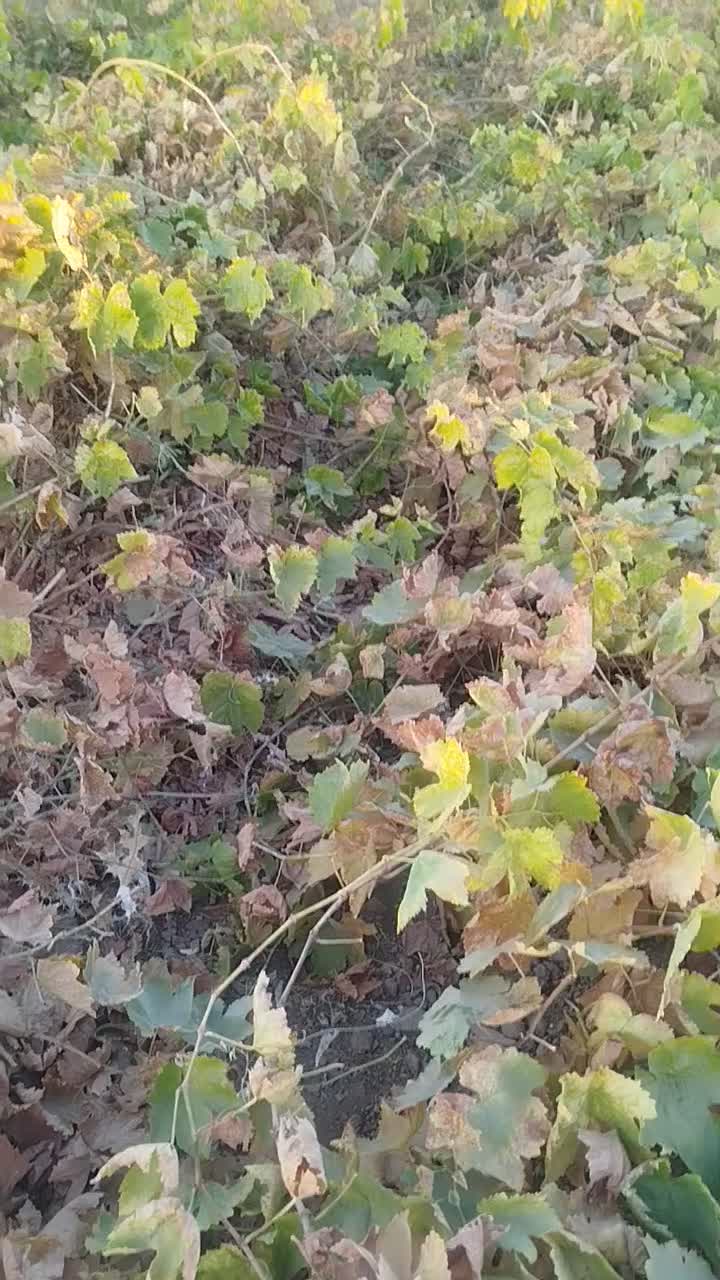 فروشگاه مجازی آنلاین نهال|خدمات باغبانی و درختکاری|خنداب, |دیوار