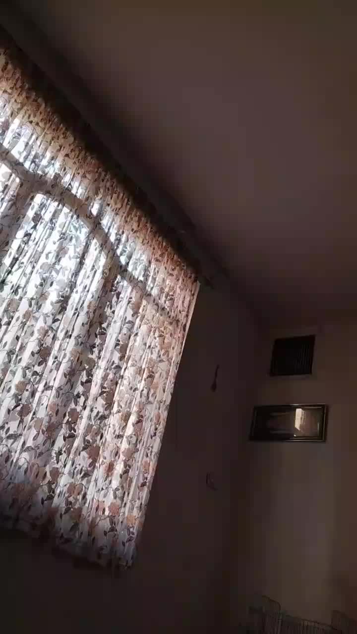 عروس هلندی نر سخنگو.چهار کلمه صحبت می‌کنه. ا|پرنده|تهران, فلاح|دیوار