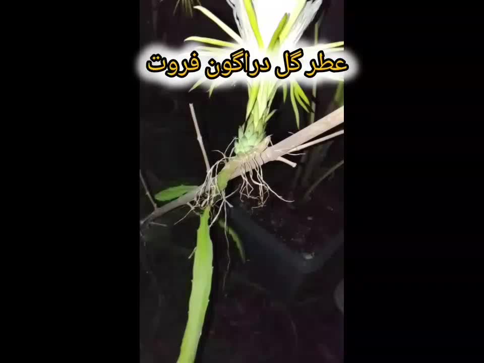 نهال دراگون فروت|گل و گیاه طبیعی|لاهیجان, آهندان|دیوار