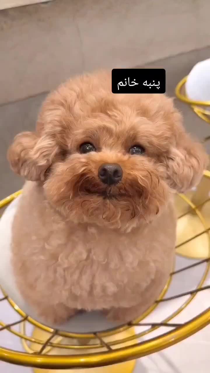 پودل.پامر رایگان|خدمات پیشه و مهارت|هشتگرد, شهرک ایران خودرو|دیوار