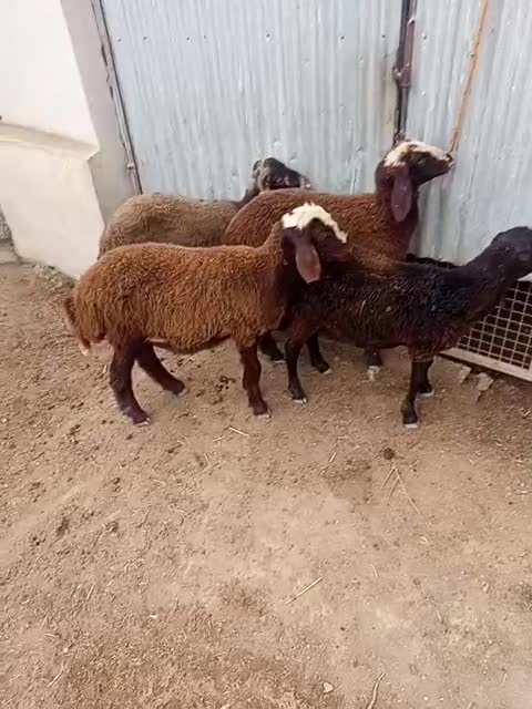بره|حیوانات مزرعه|سیمین شهر, |دیوار