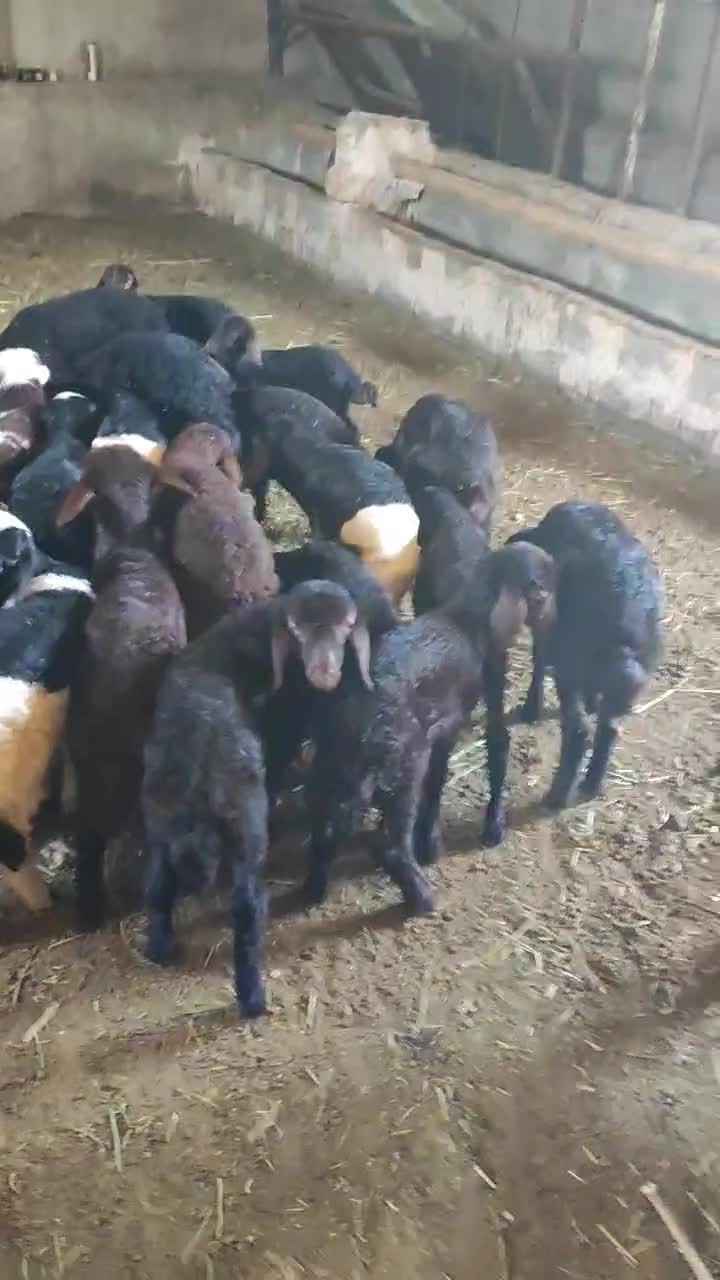 بره ماده همو و هترو|حیوانات مزرعه|ایواوغلی, |دیوار