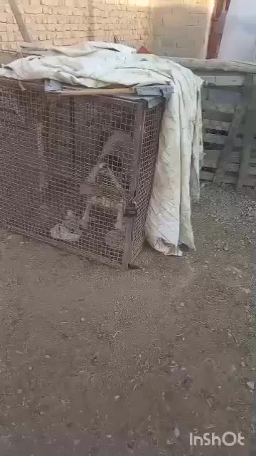 واگذاری سگ|سگ|مرودشت, ده بید|دیوار