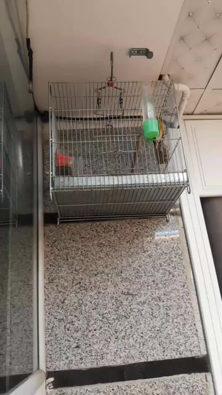 سهره قناری لر خوان دو عدد|پرنده|همدان, |دیوار