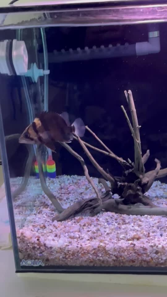 تایگرسوماترا|ماهی|تهران, دارآباد|دیوار