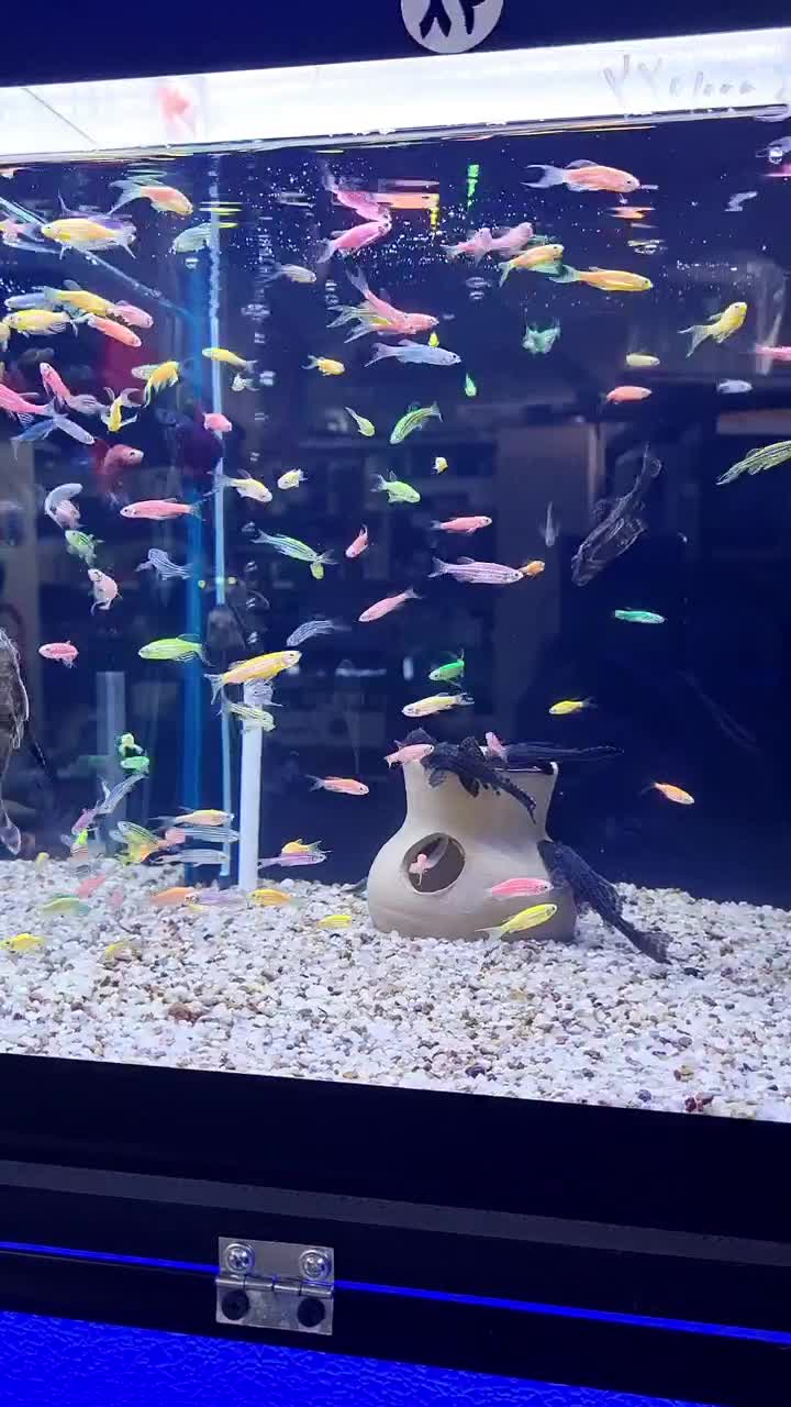 بار جدید ماهی رسید|ماهی|شاهرود, |دیوار